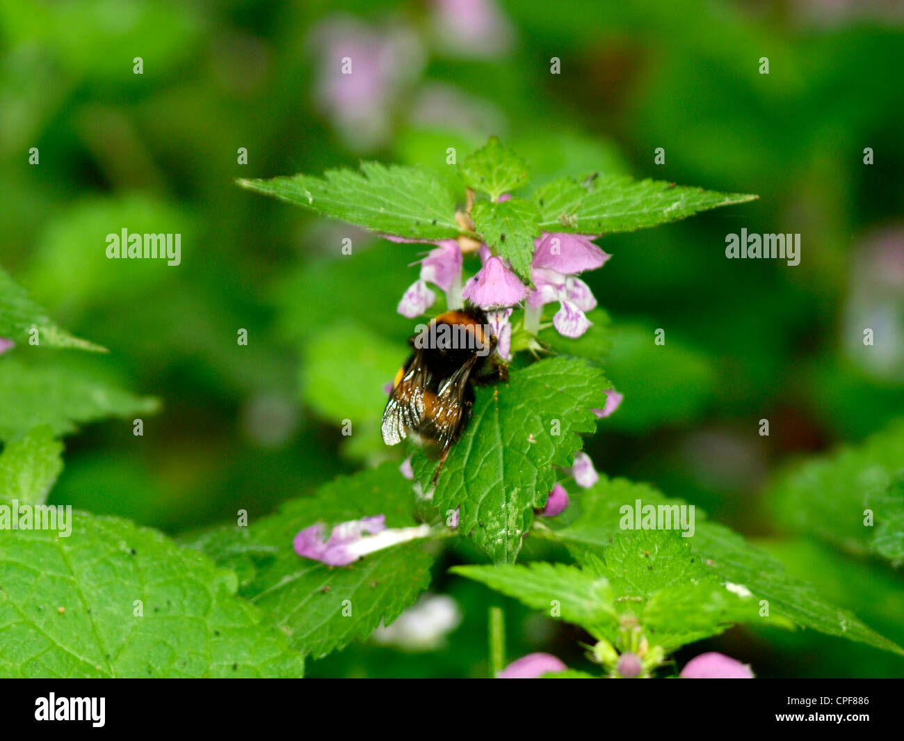 bumble bee Bombus polaris Stock Photo