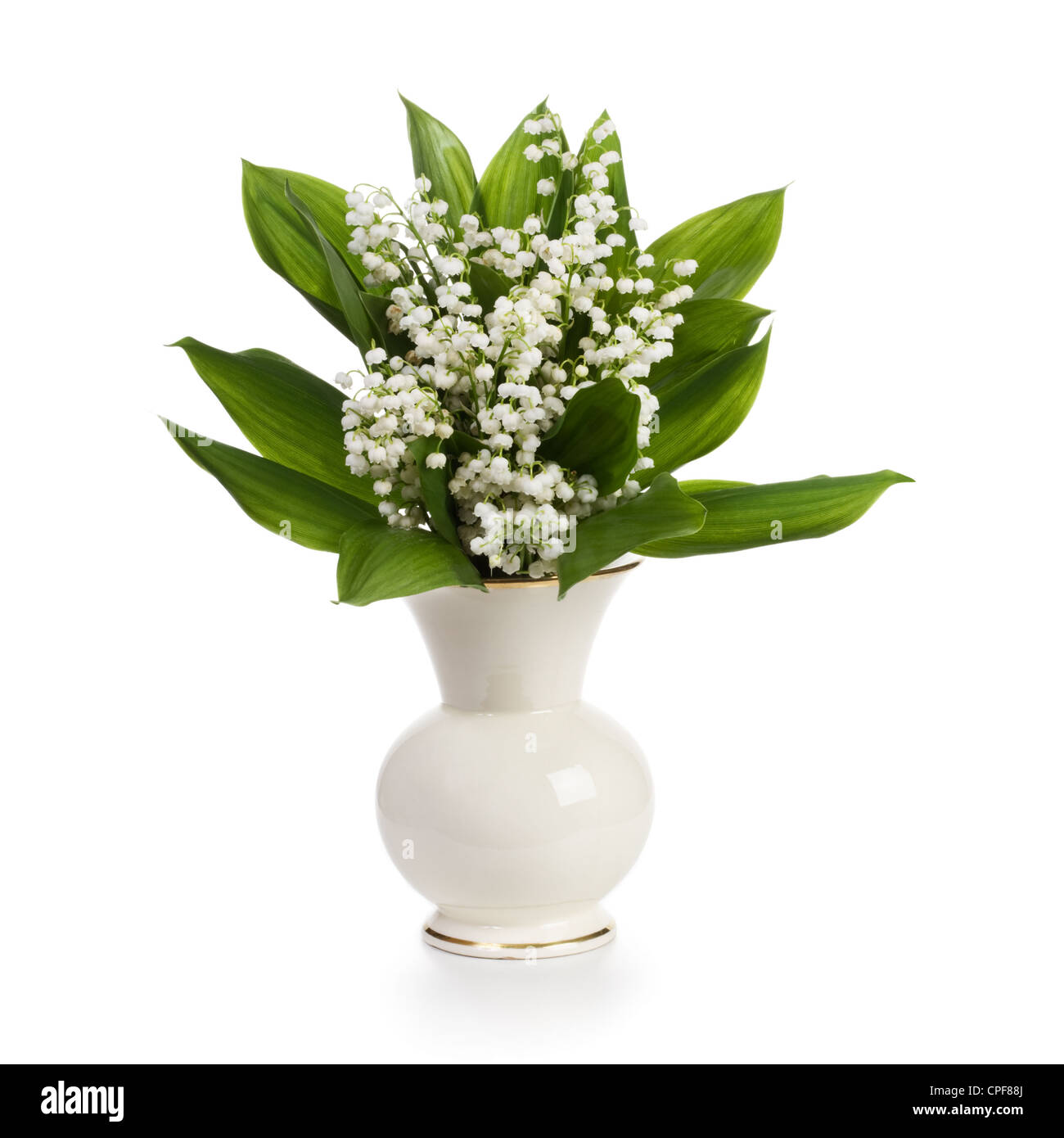 Lilly Of The Valley Stock Photos Lilly Of The Valley Stock