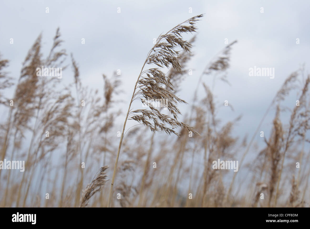 Reed tops blowing in the wind. Stock Photo