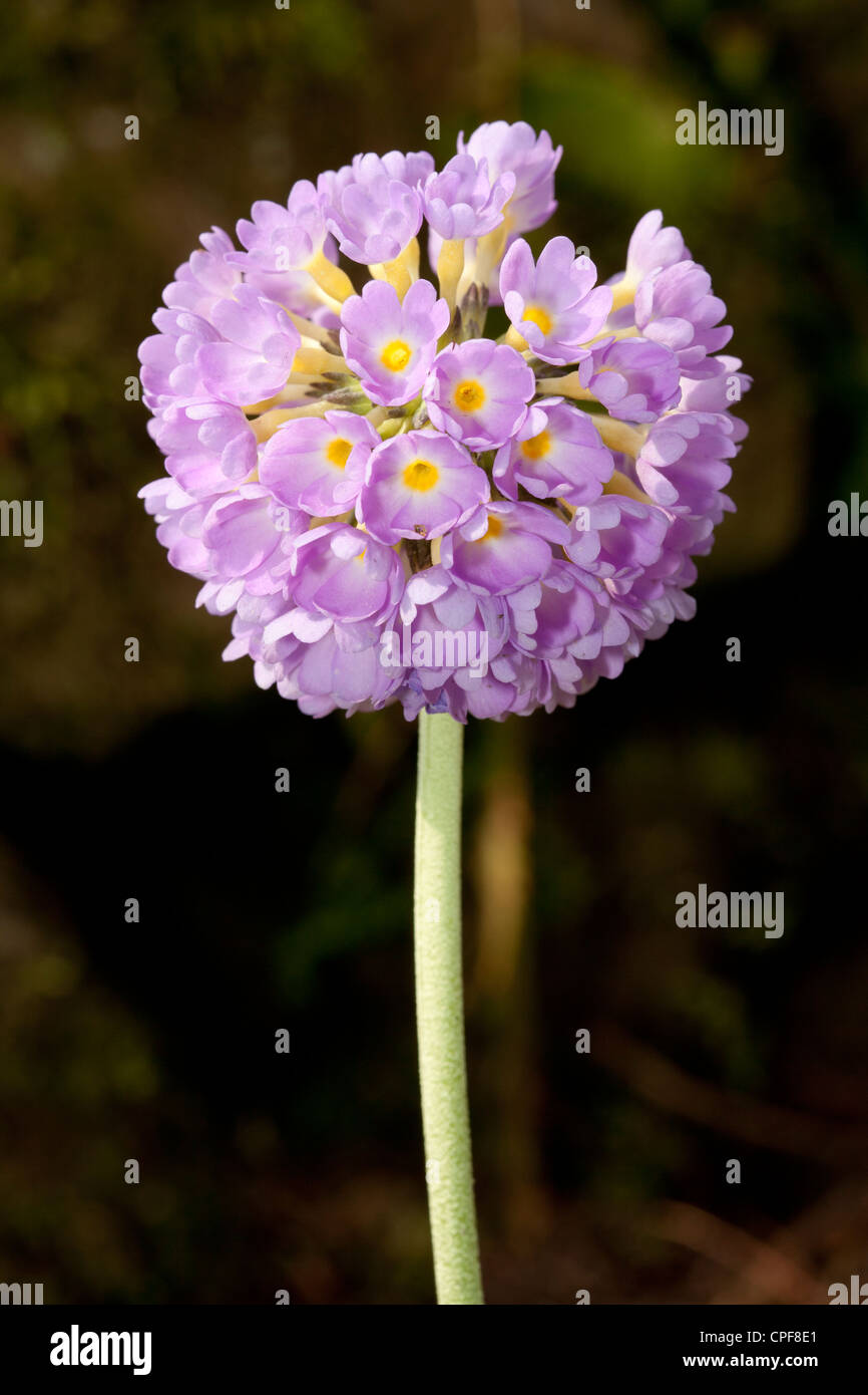 Drumstick primrose, Primula denticulata SM., Primulaceae Stock Photo