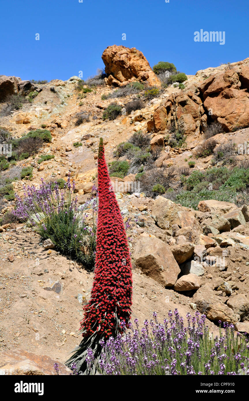 Red tower of jewels flower (Echium wildpretii) and blue Teide wallflowers (Erysimum scoparium) at Tenerife Stock Photo