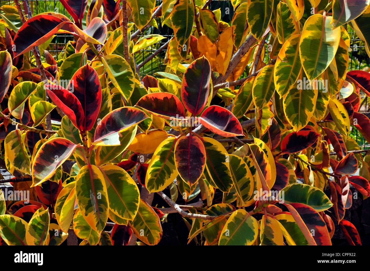 Background of foliage of croton plant (Codiaeum variegatum) Stock Photo