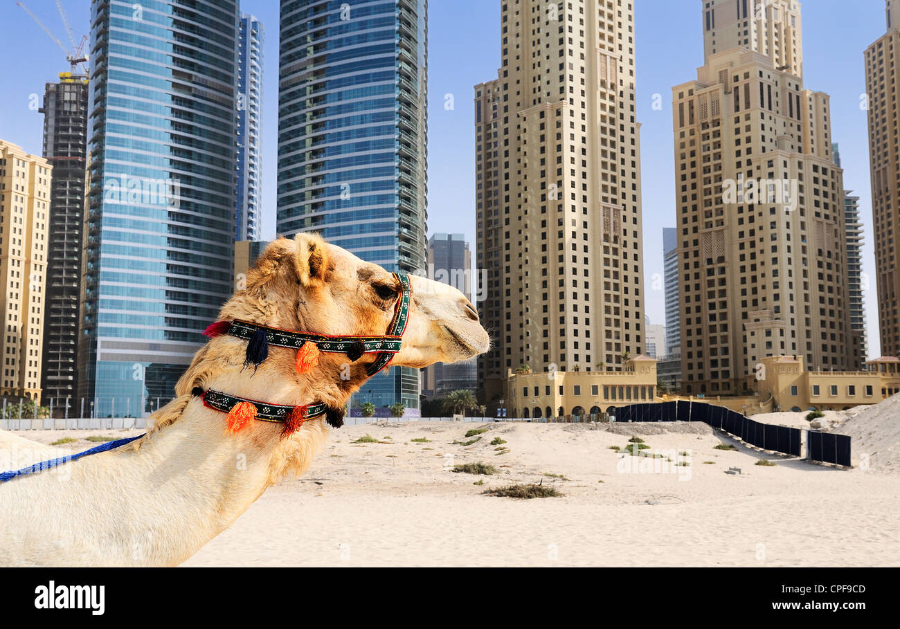 Camel in the famous Dubaî modern city, United Arab Emirates Stock Photo