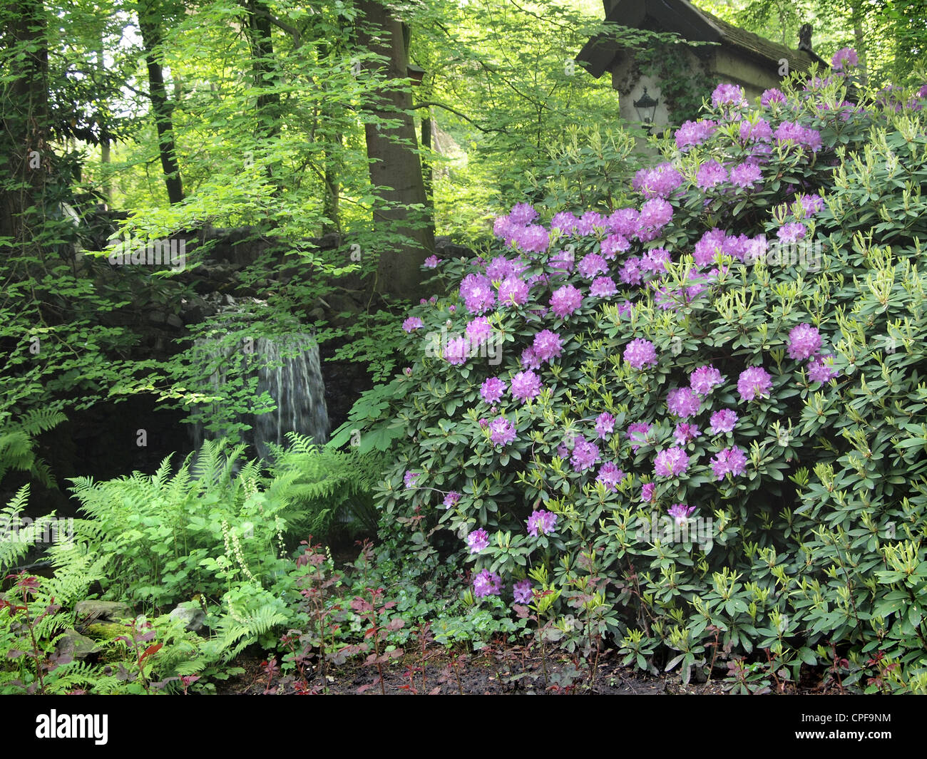 Large rhododendron plant in a park in Kaatsheuvel, the Netherlands Stock Photo