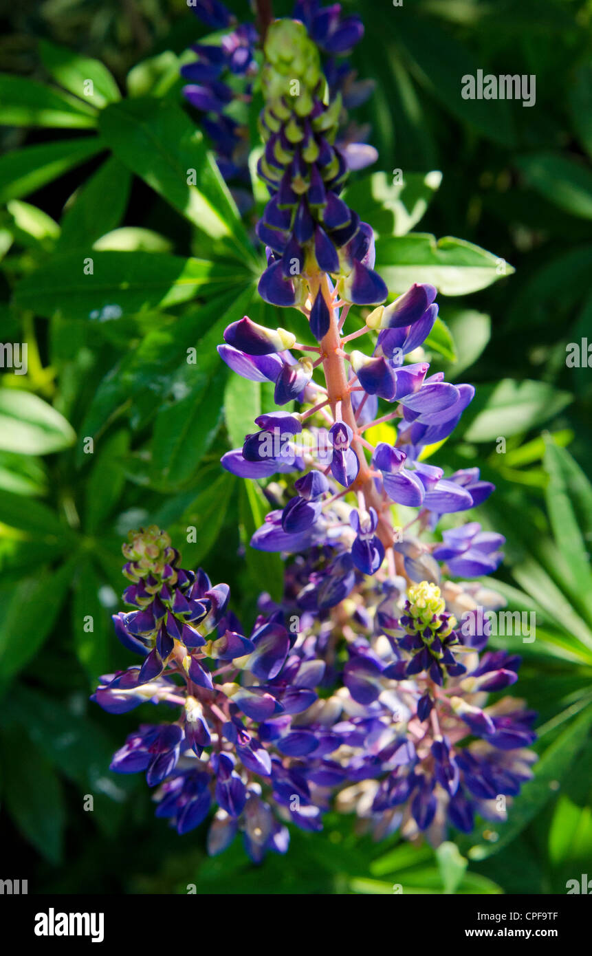 Lupins in an English garden Stock Photo