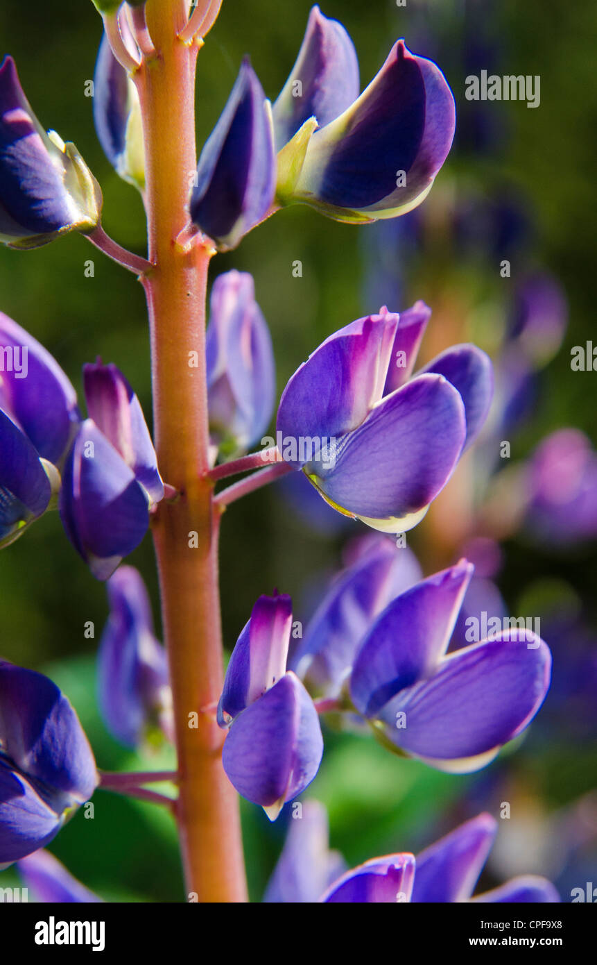 Lupins in an English garden Stock Photo