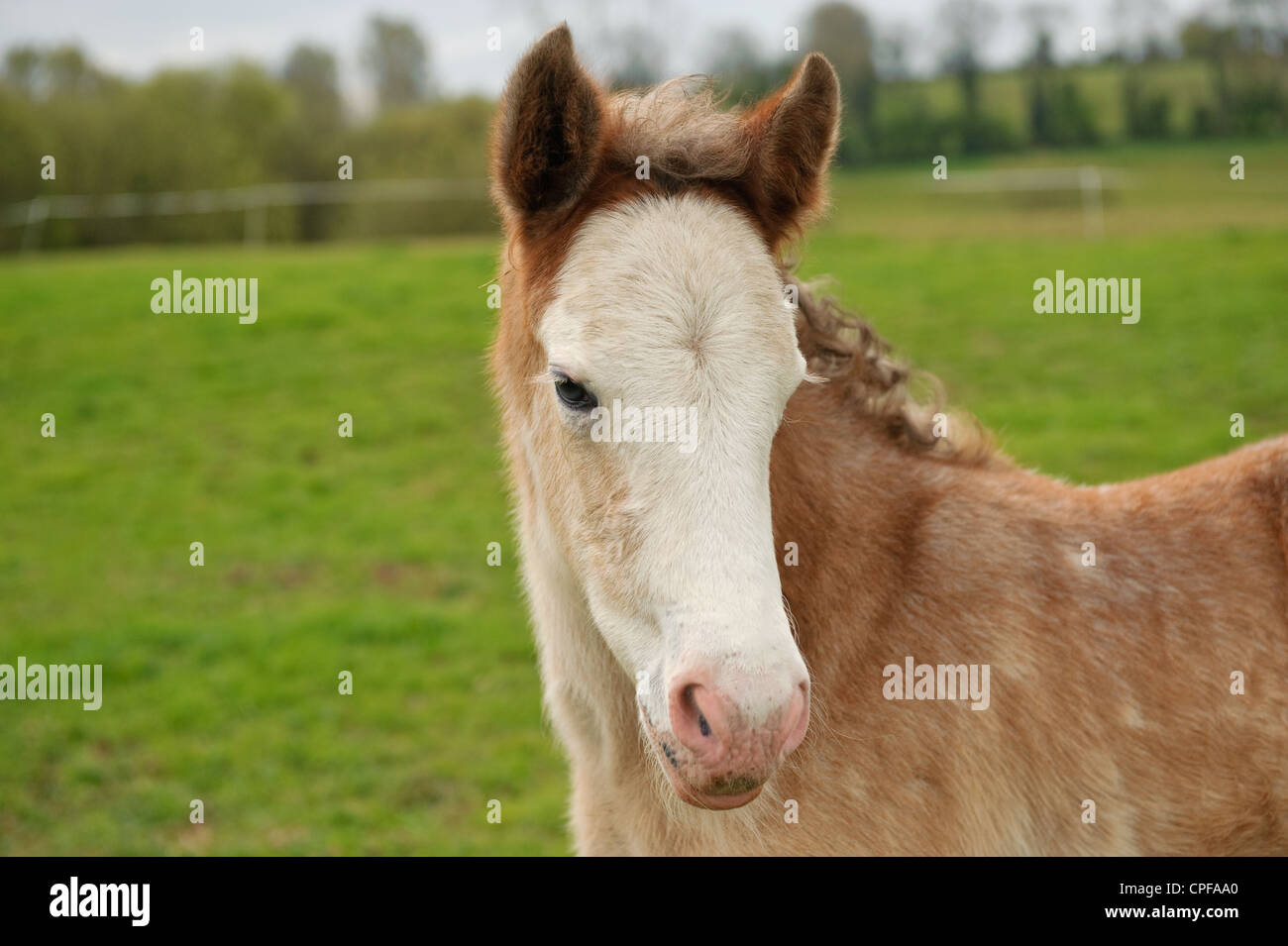 Portrait of nice young foal Stock Photo