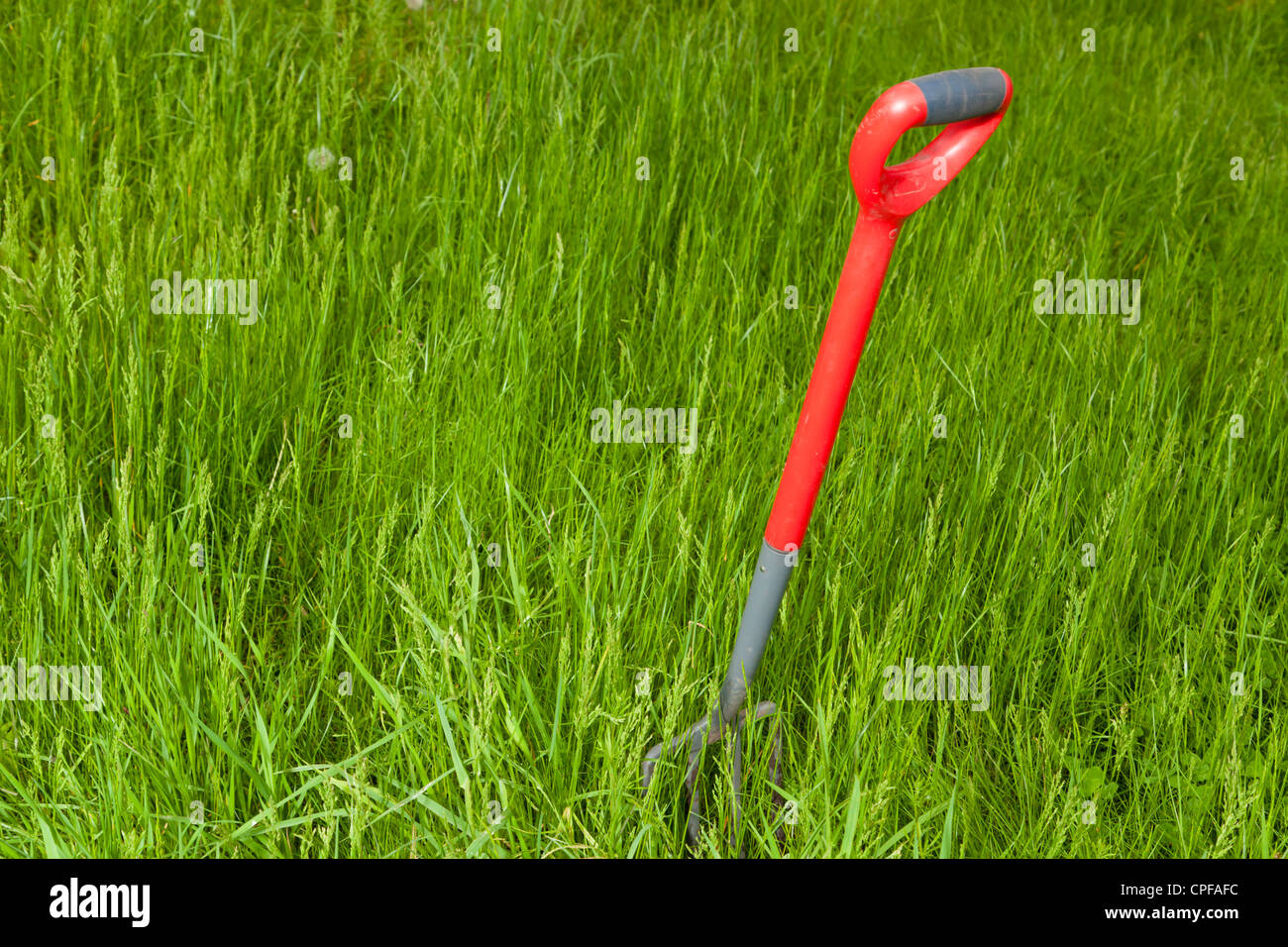 A pitchfork or garden fork standing in the long grass of an overgrown