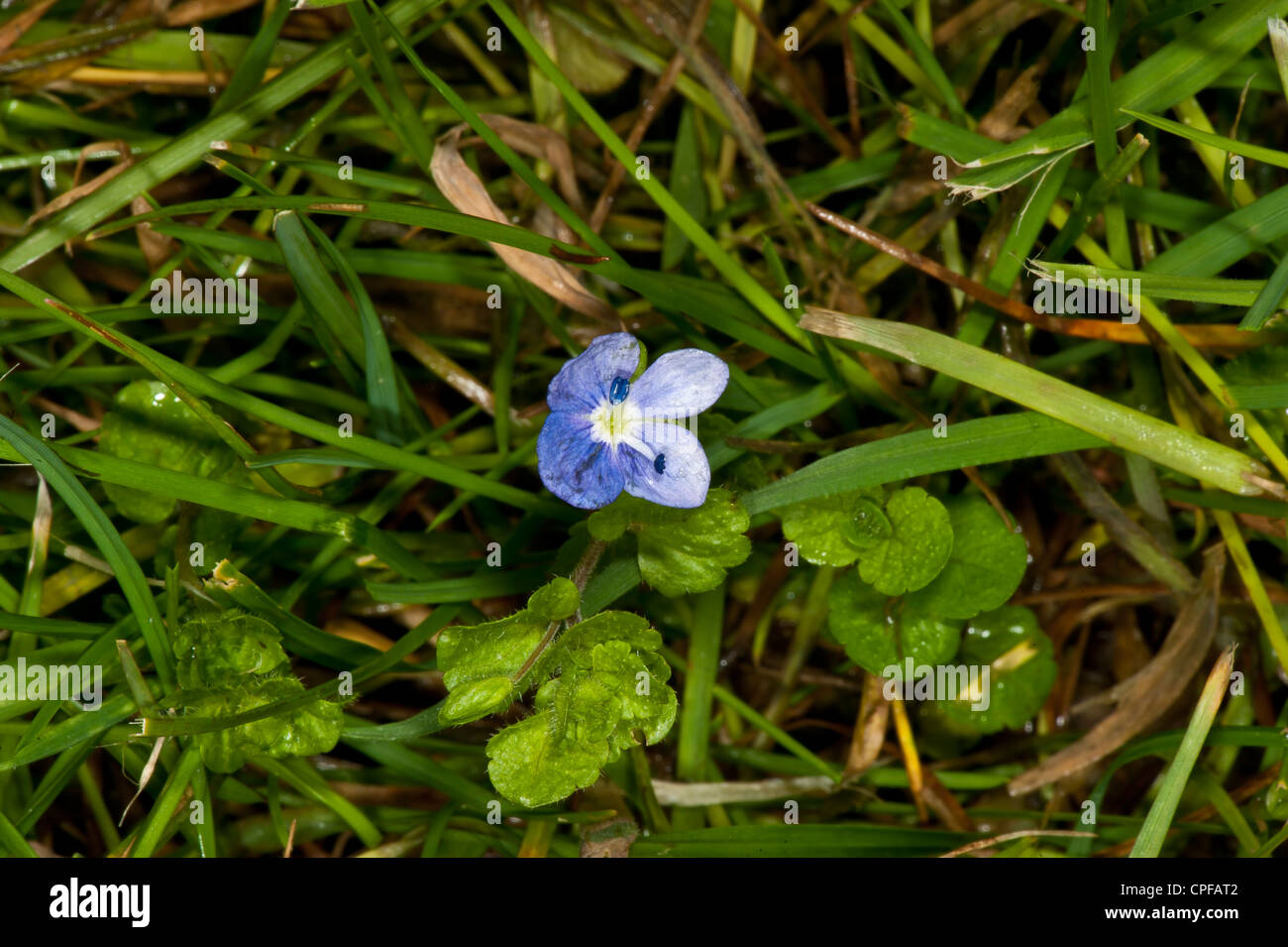 British wild flower hi-res stock photography and images - Alamy