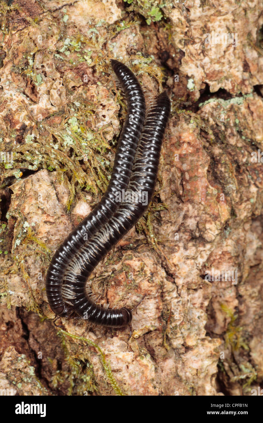 Black Millipedes (Tachypodoiulus niger) mating pair on the bark of an Oak tree at night. Powys, Wales. Stock Photo