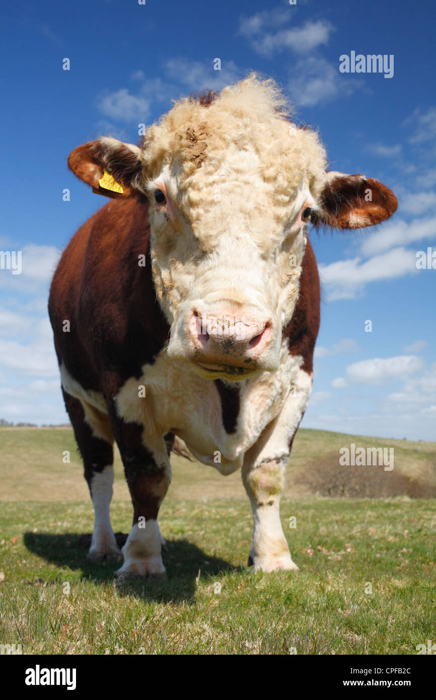 Portrait of a pedigree Hereford bull on an Organic farm in the Welsh hills. Powys, Wales. Stock Photo