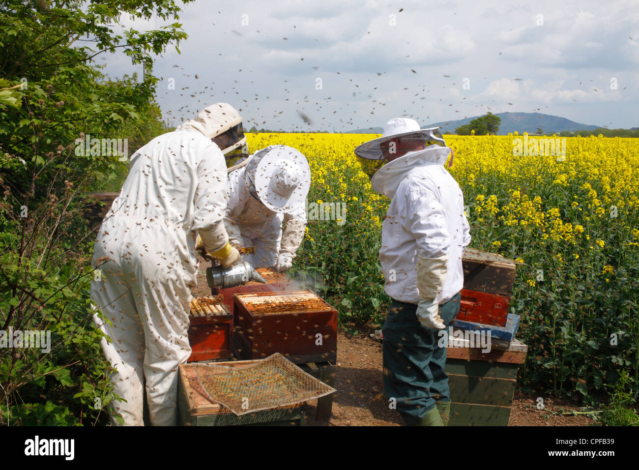 Professional beekeeping. Beekeepers examining hives of Western Honey Bee (Apis mellifera) for Queen cells. Stock Photo