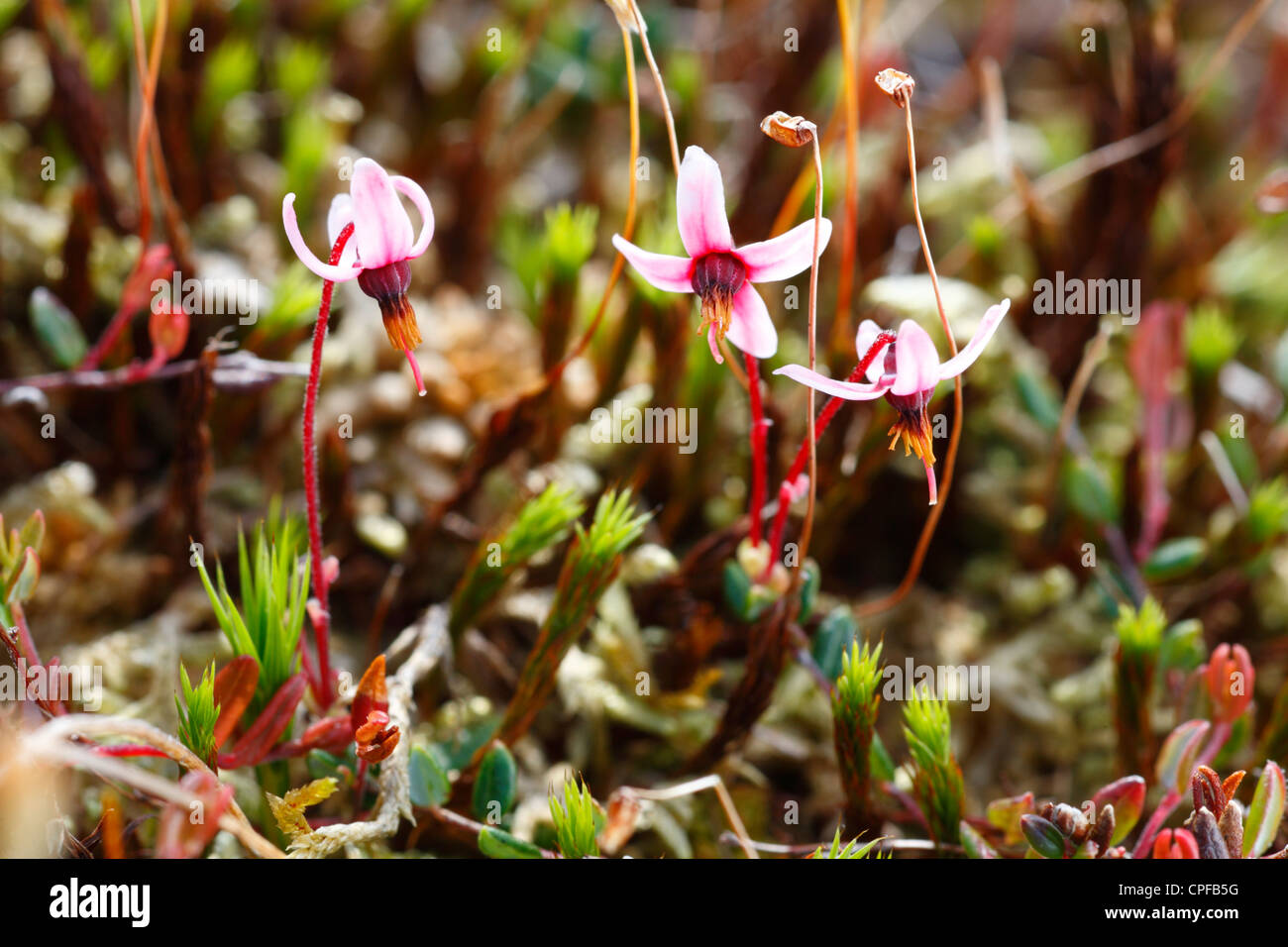 Flowers of Common Cranberry (Vaccinium oxycoccus) in a peat bog. Ceredigion, Wales. Stock Photo