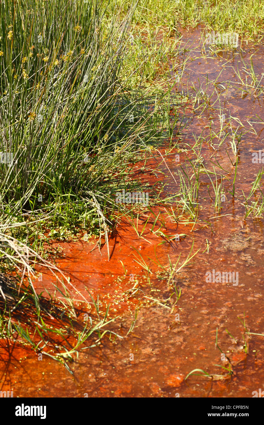Red Cyanobacteria forming a scum on a pool in a freshwater marsh. Ceredigion, Wales. Stock Photo
