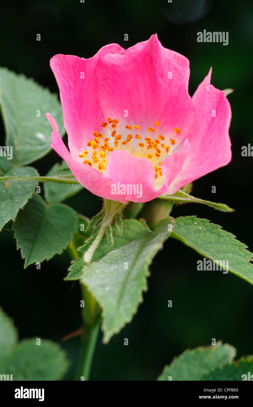 Flower of Sherard's Downy Rose (Rosa sherardii). Powys, Wales. Stock Photo