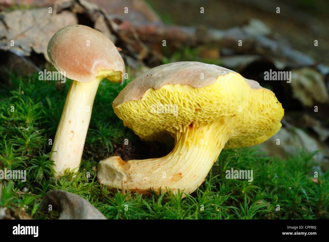 Iodine bolete (Boletus impolitus). Growing in oak woodland, have been chewed by slugs. Powys, Wales. Stock Photo