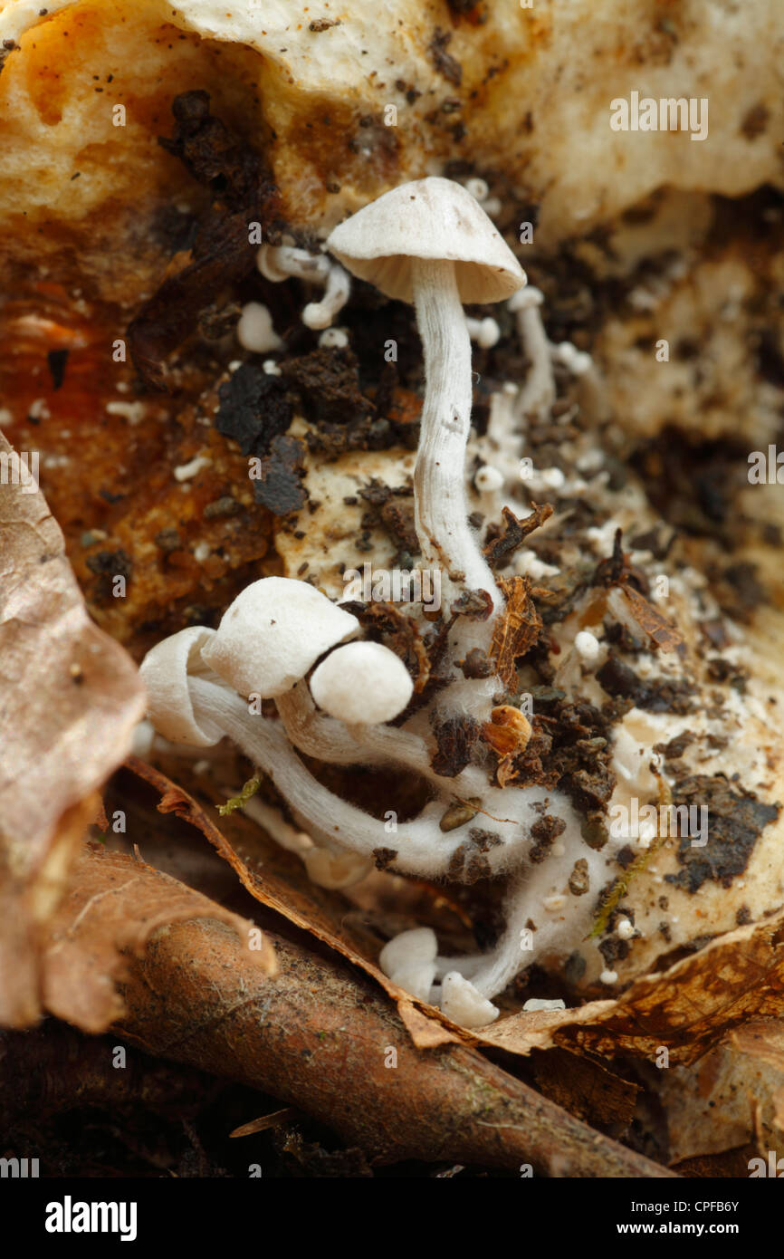 Silky Piggyback fungi (Asterophora parasitica) a parasitic species, growing on the remains of a Milkcap (Lactarius sp.) fungi. Stock Photo