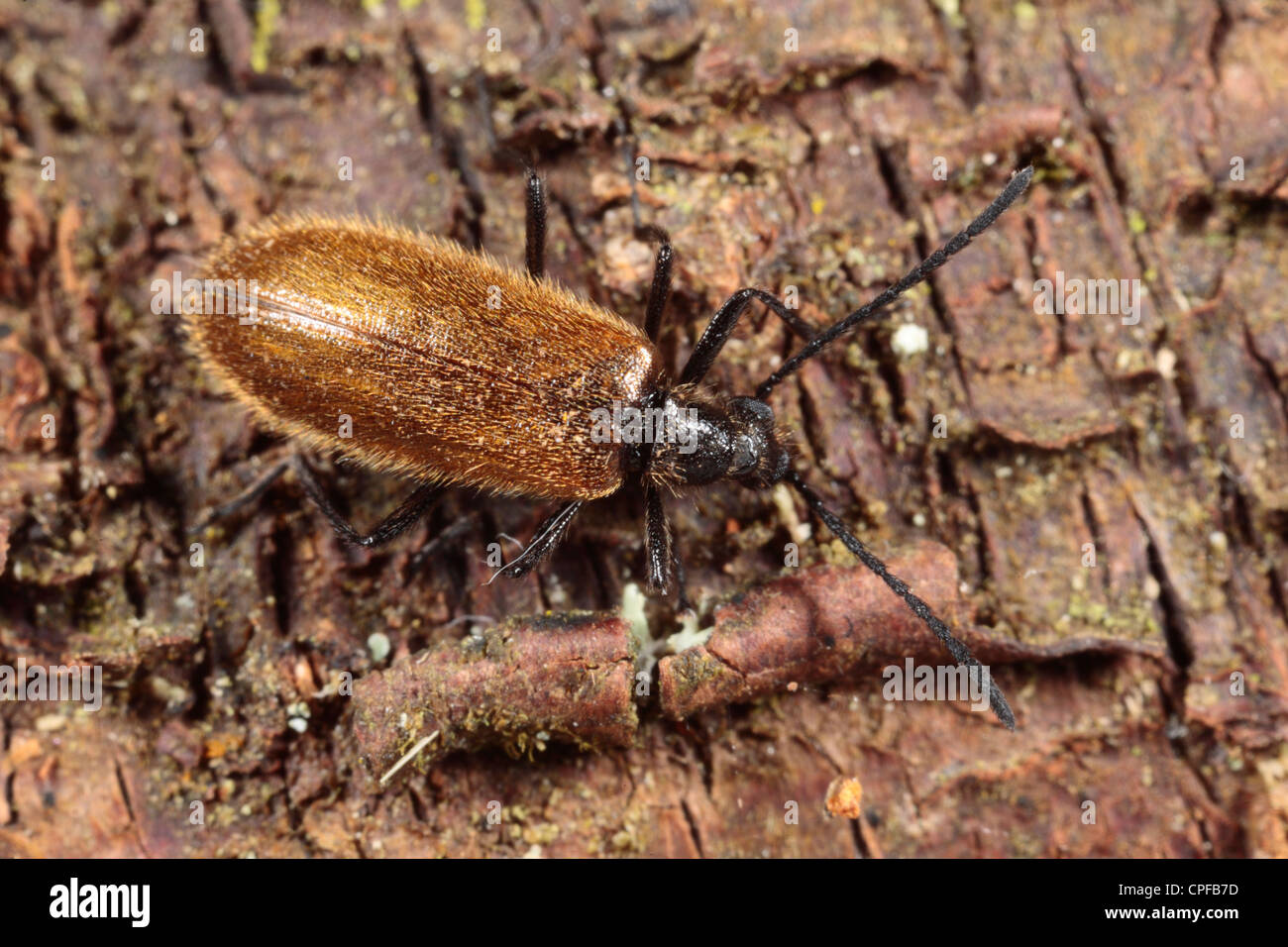 Darkling Beetle (Lagria hirta) on birch bark. Powys, Wales. Stock Photo