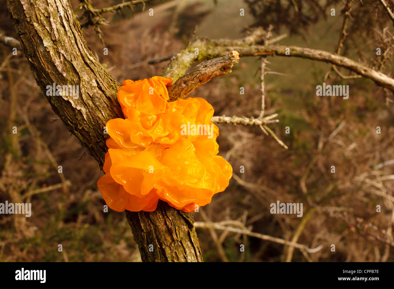 Yellow Brain Fungus (Tremella mesenterica) fruiting on Gorse (Ulex). Powys, Wales. December. Stock Photo