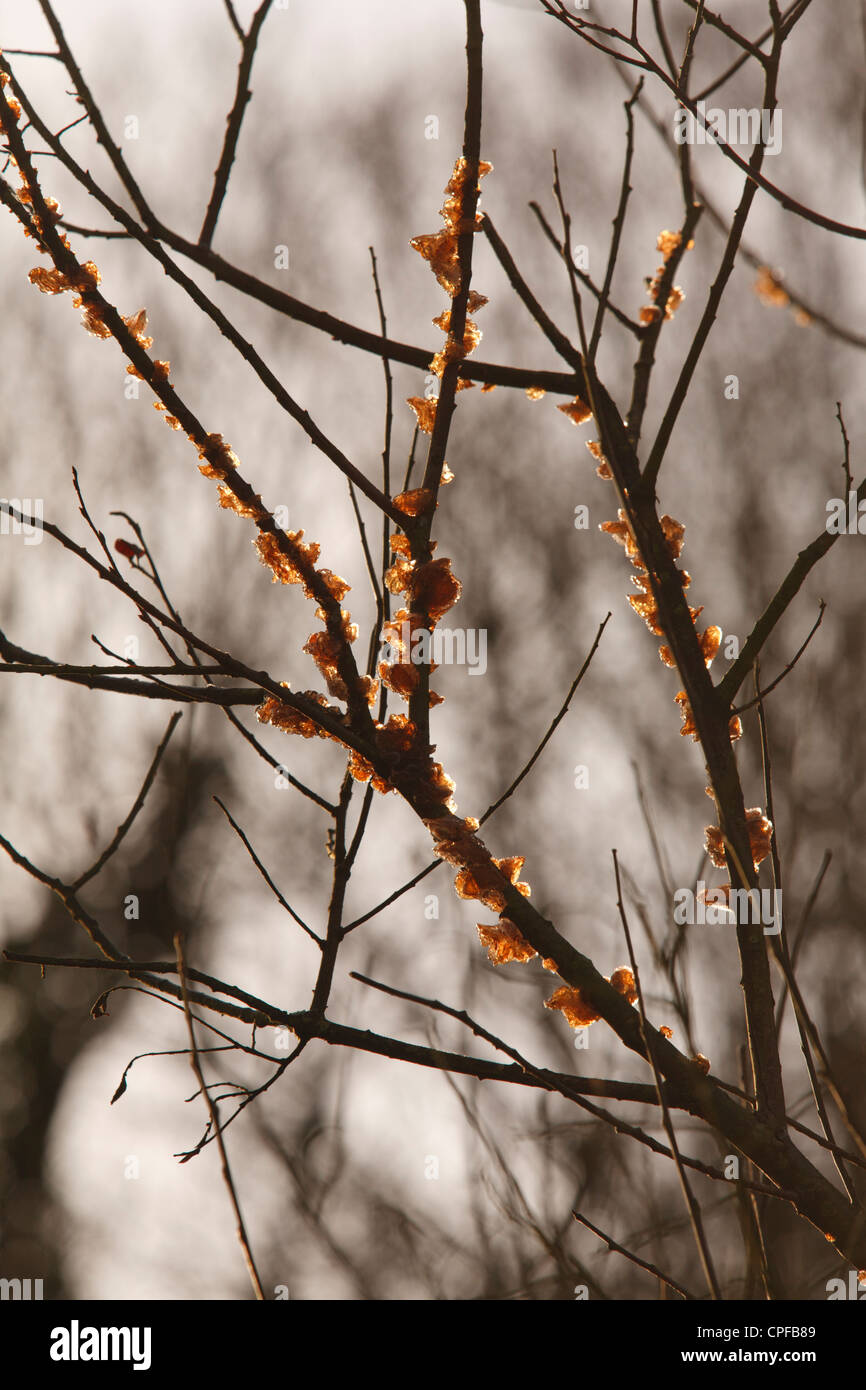 Willow Jelly Fungi (Exidia recisa) fruiting bodies on twigs of Sallow (Salix). Powys, Wales. January. Stock Photo