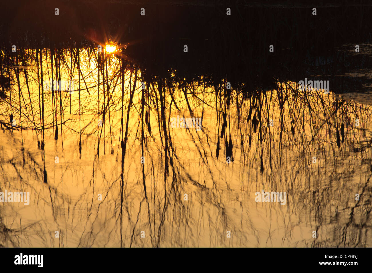 Reflections in a pond at Sunset. with Sallows and Bulrushes. Powys, Wales. February. Stock Photo