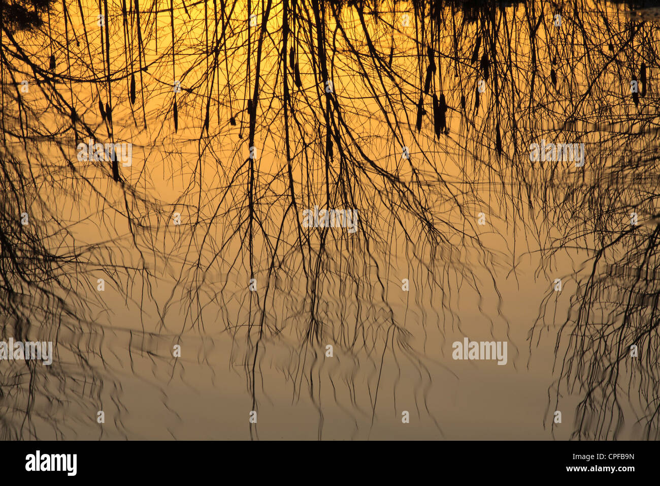 Reflections in a pond at Sunset. with Sallows and Bulrushes. Powys, Wales. February. Stock Photo