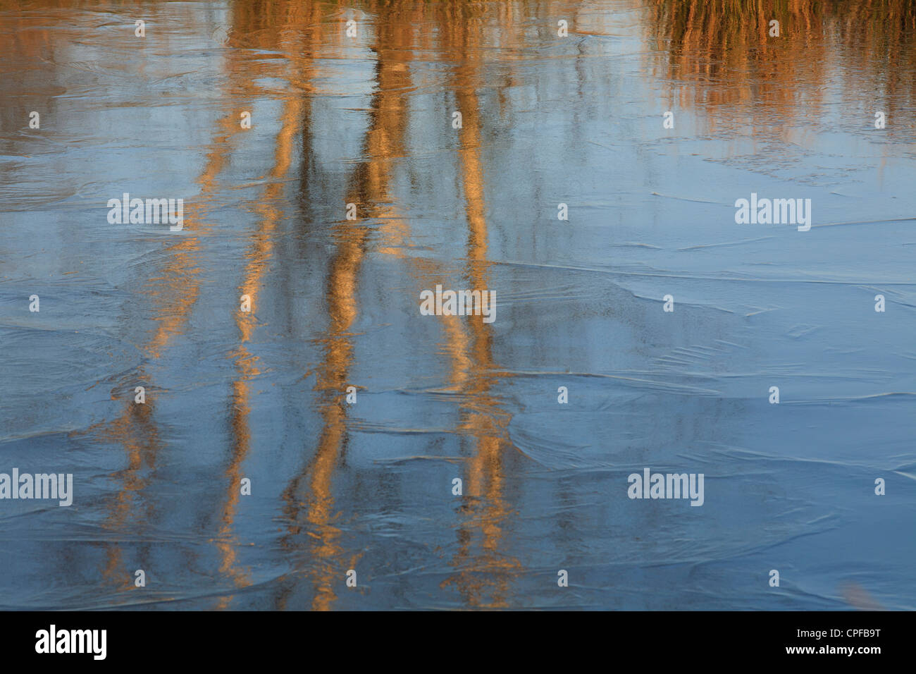 Reflections of Birches and Rushes on pond ice. Cors Caron, Ceredigion, Wales. February. Stock Photo