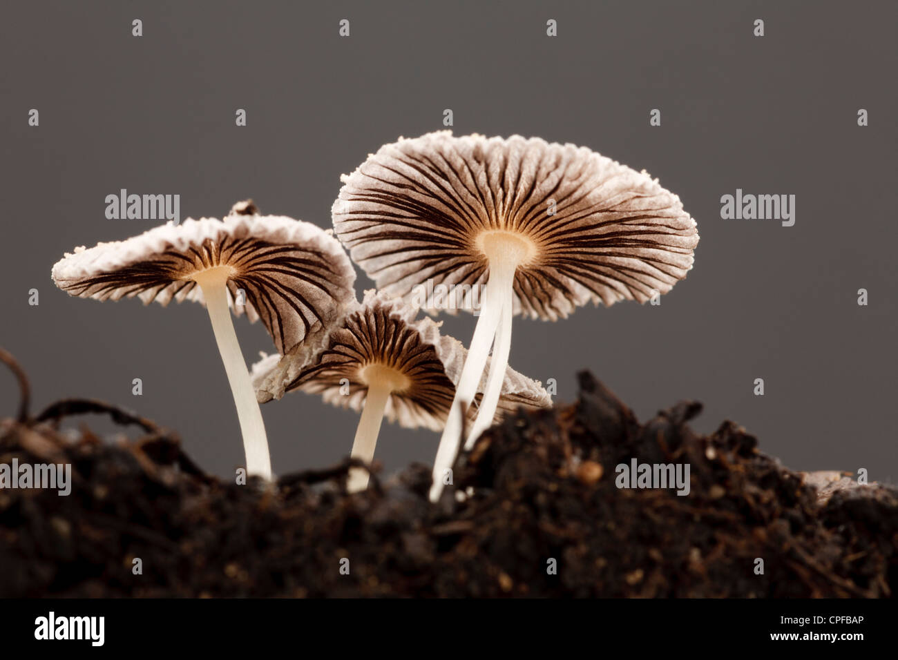 Small Inkcap fungi (Coprinus sp.) fruiting bodies growing out of compost in plant trays. Powys, Wales. February. Stock Photo