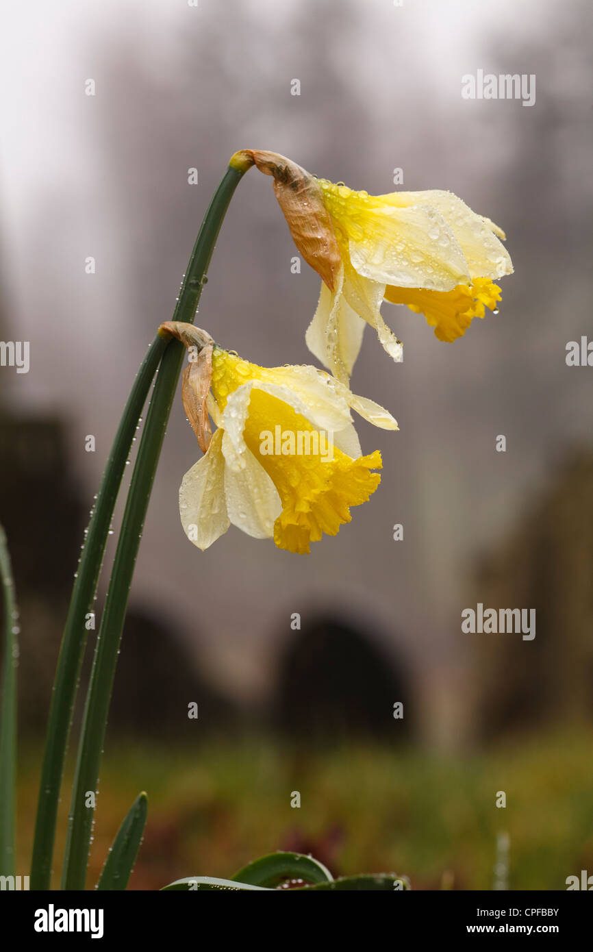 Daffodils (Narcissus) flowering in the rain. Ceredigion, Wales. March. Stock Photo
