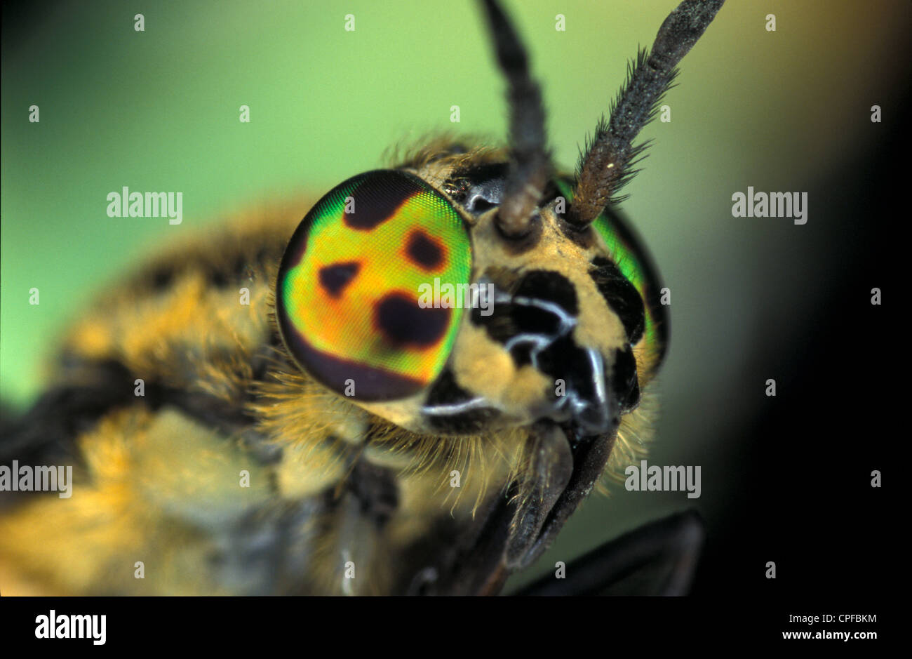 Deer Fly (Chrysops relictus) head detail Stock Photo Alamy