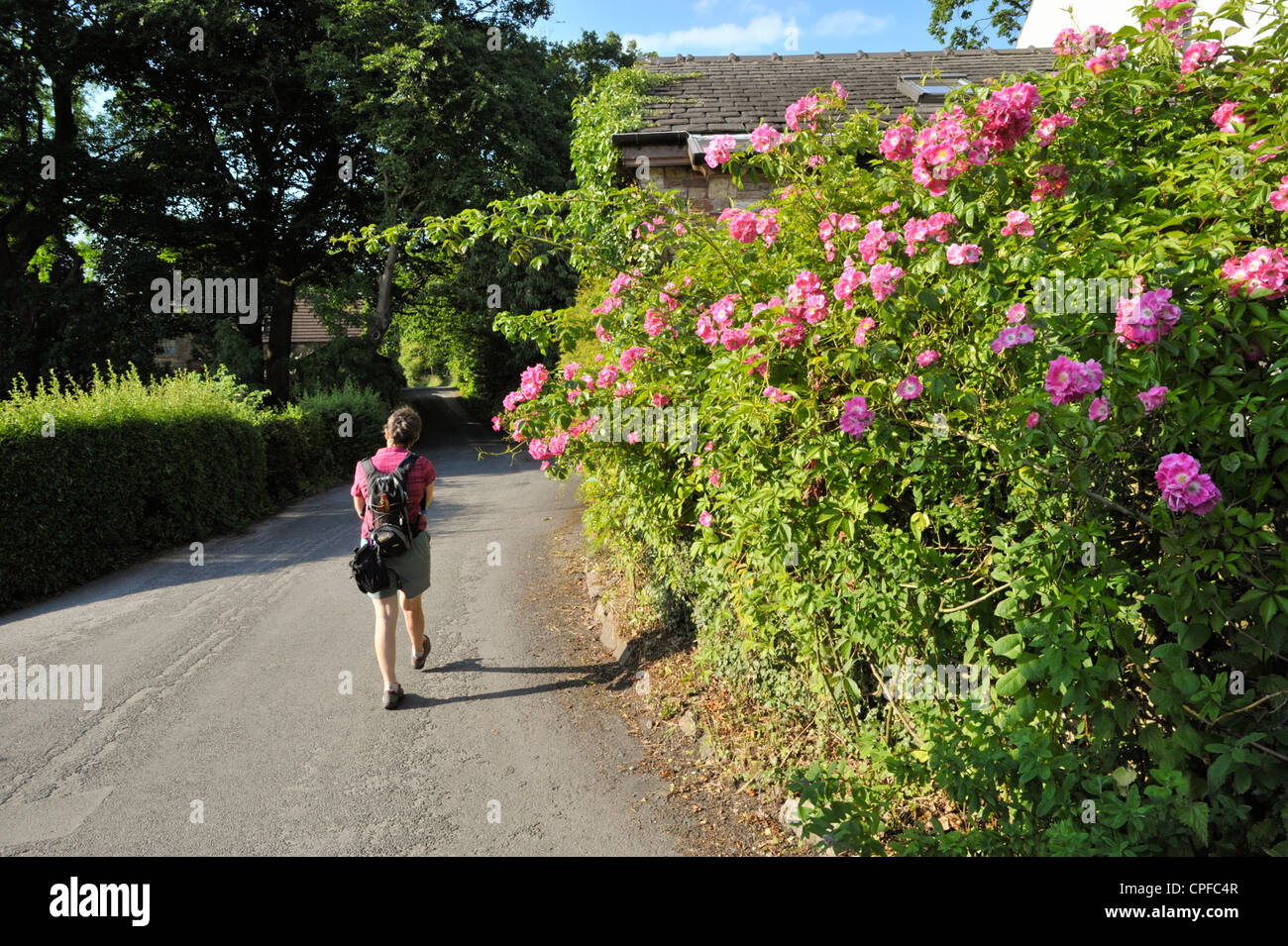 Walker on lane near Scorton Lancashire Stock Photo