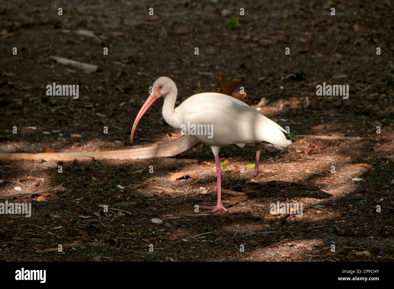 Scavenging white Ibis. Stock Photo