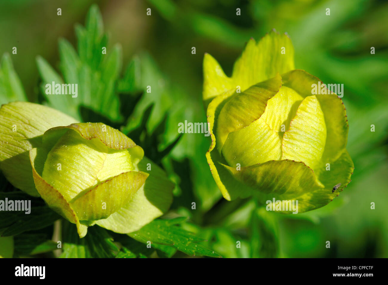 Globeflower, blooming in moist areas Stock Photo Alamy