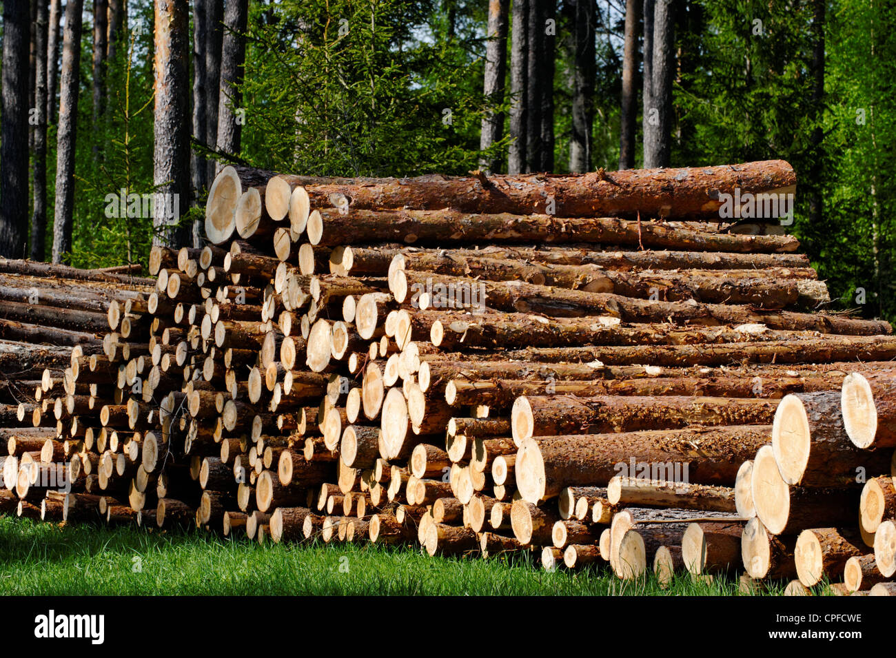 Pine timber, ready for transport from forest Stock Photo - Alamy