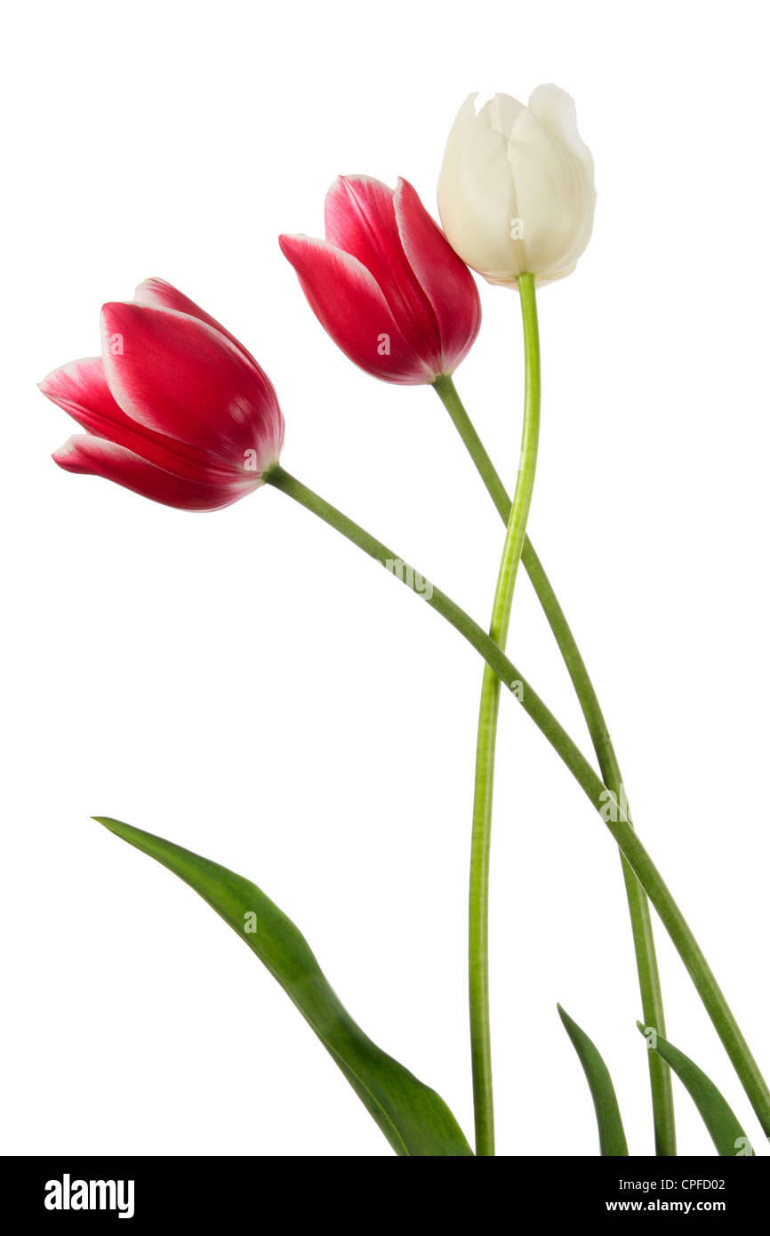 Tulips. Plaited red and white flowers on a white background Stock Photo