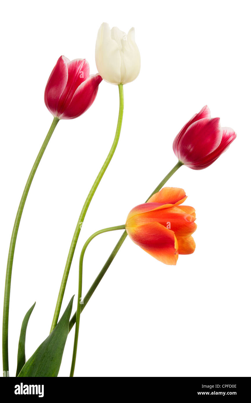 Tulips. Varicolored flowers on a white background Stock Photo