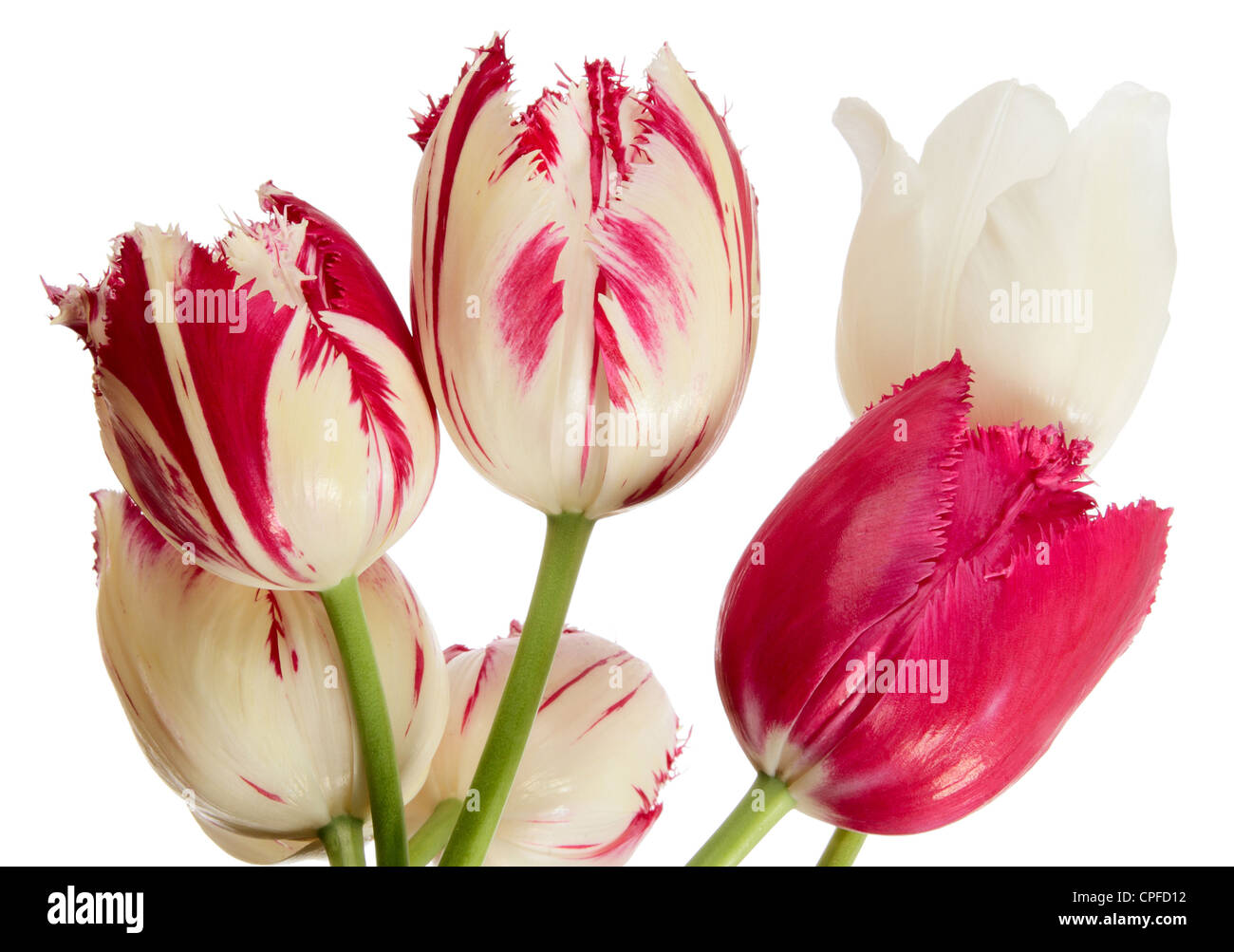 Red-white tulips. Intersection flowers isolated on white Stock Photo