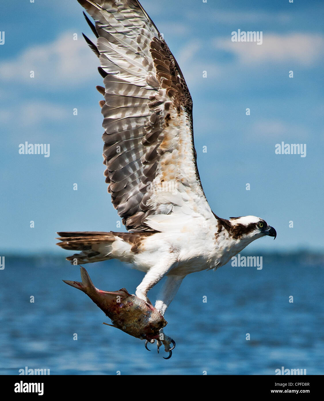 Osprey with fish catch, Pandion haliaetus, North Carolina Stock Photo