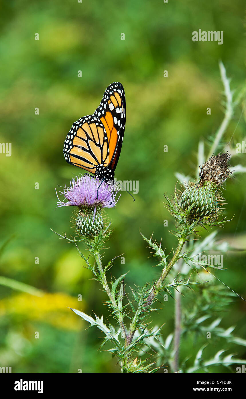 Butterfly on wildflower in meadow. Stock Photo