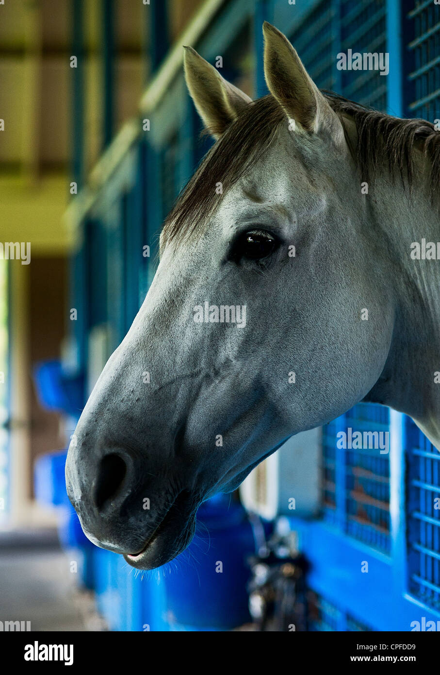Race horse in stable. Stock Photo