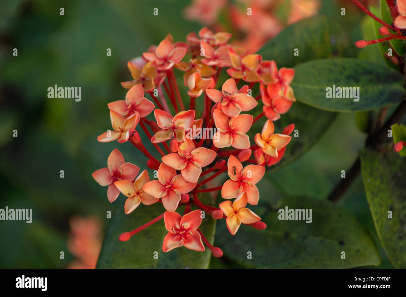 Grenada west indies hires stock photography and images Alamy