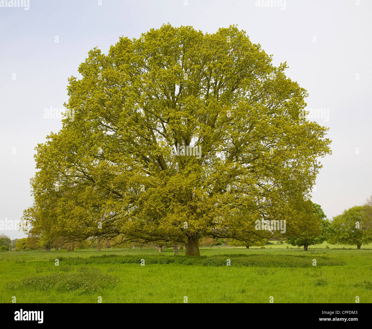 Oak tree Quercus robur, Sutton, Suffolk, England Stock Photo