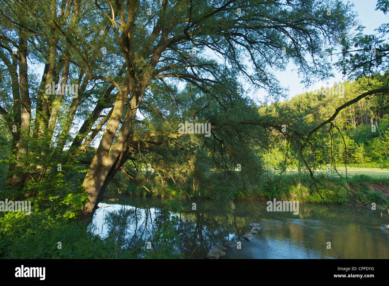 River Rems in evening sun with willow hanging its branches in the river Stock Photo