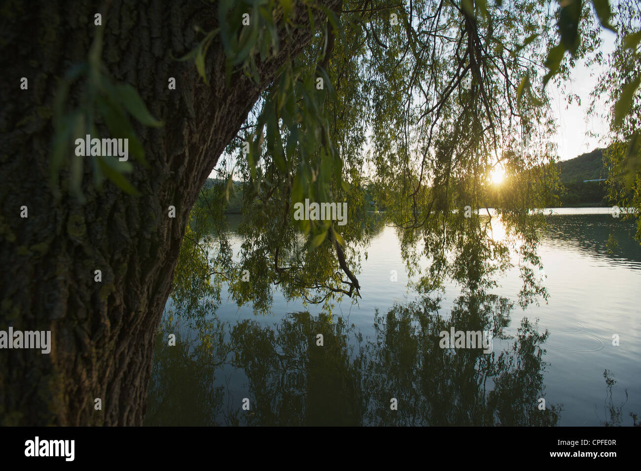 Branches hanging in water hi-res stock photography and images - Alamy