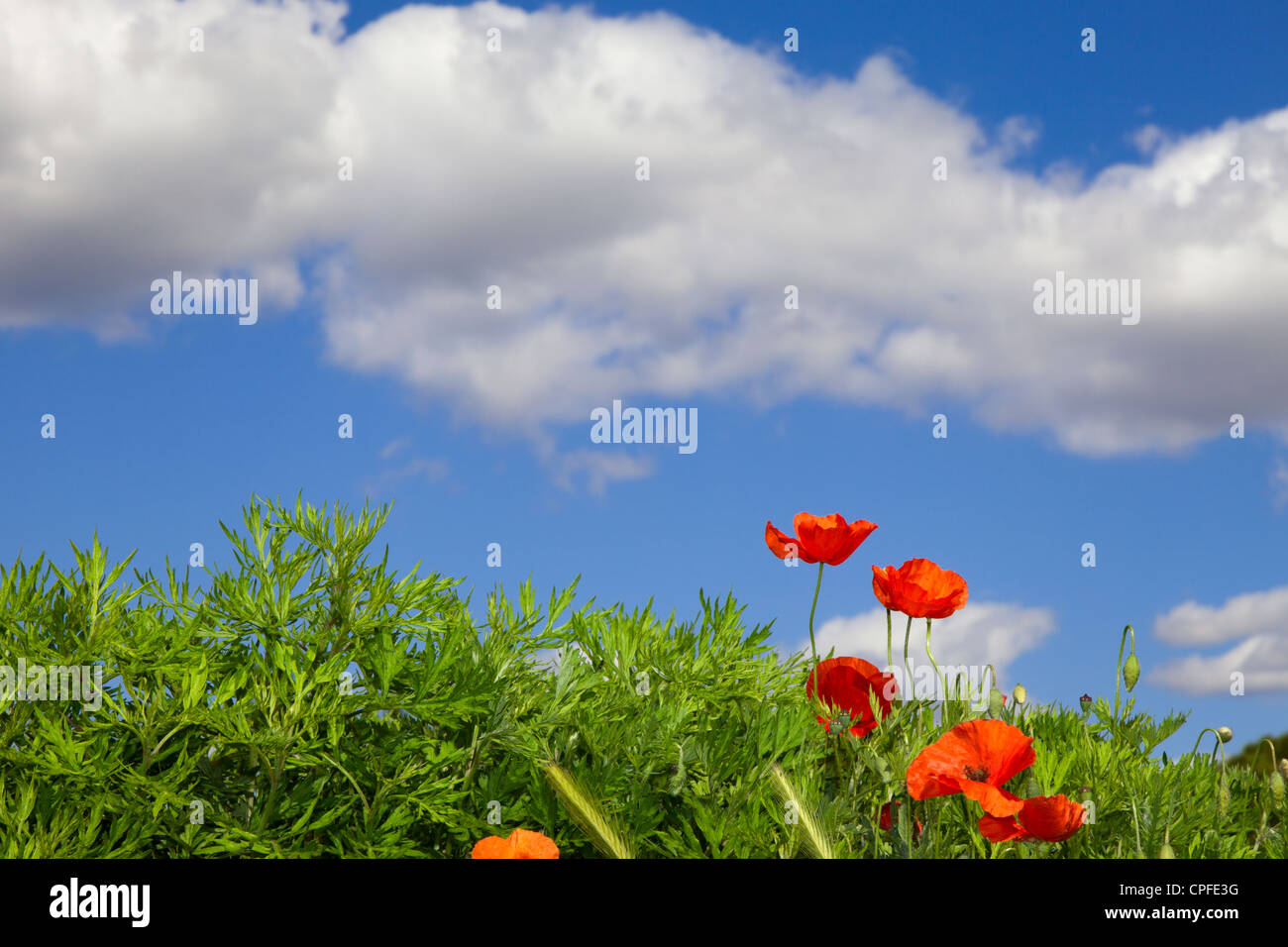 Wonderful poppies Stock Photo