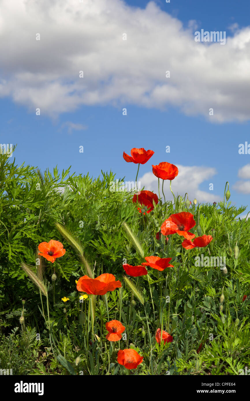 Amazing poppies Stock Photo
