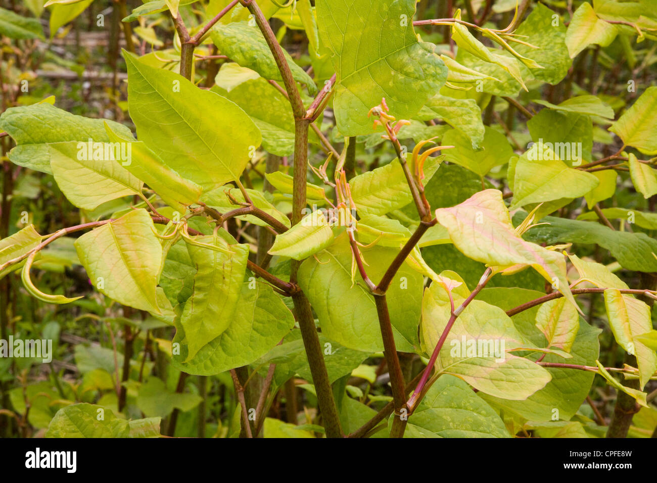 Japanese knotweed plant Fallopia japonica close up Stock Photo
