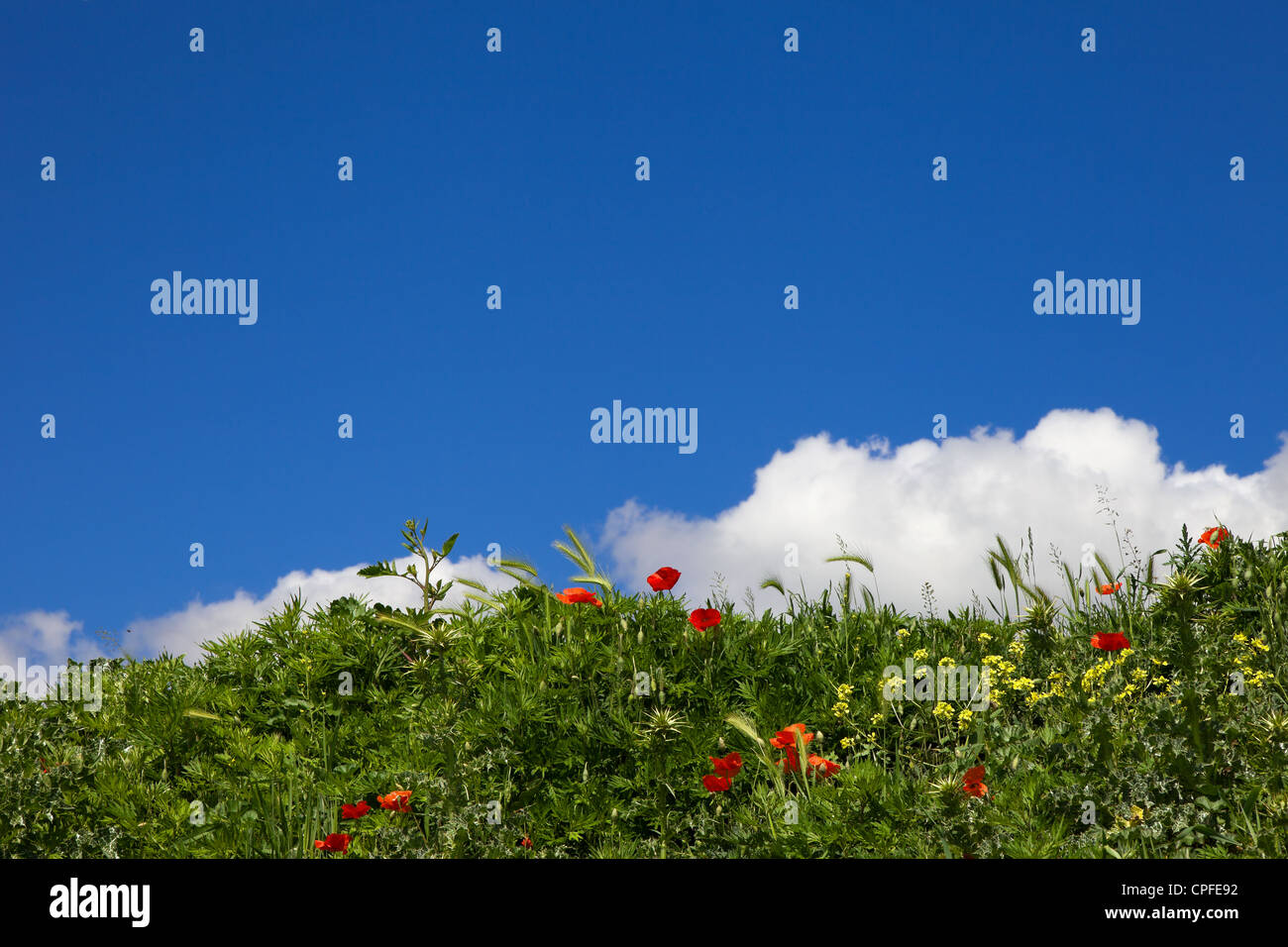 Tuscany landscape with poppies Stock Photo