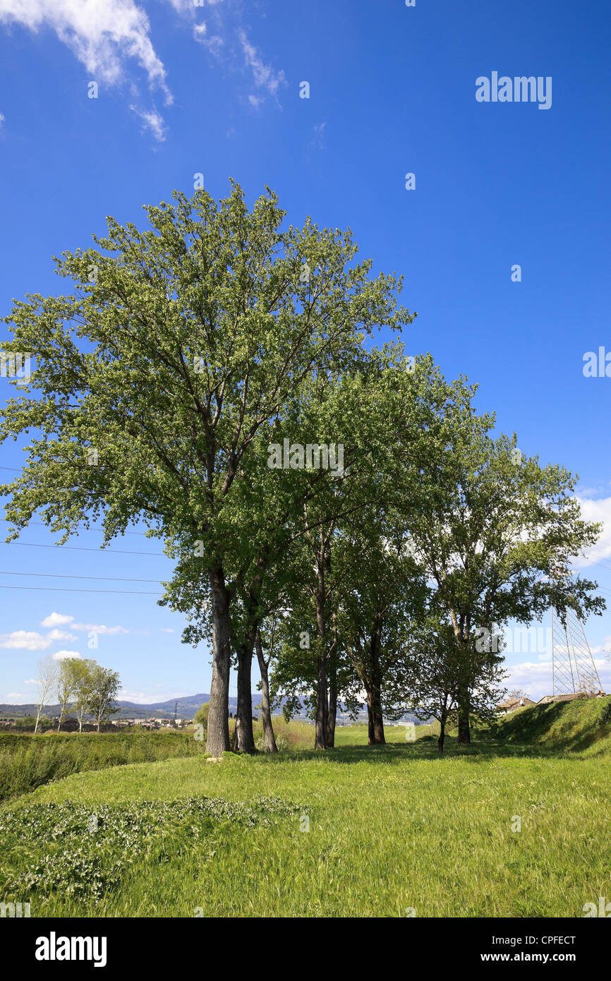 large trees Stock Photo