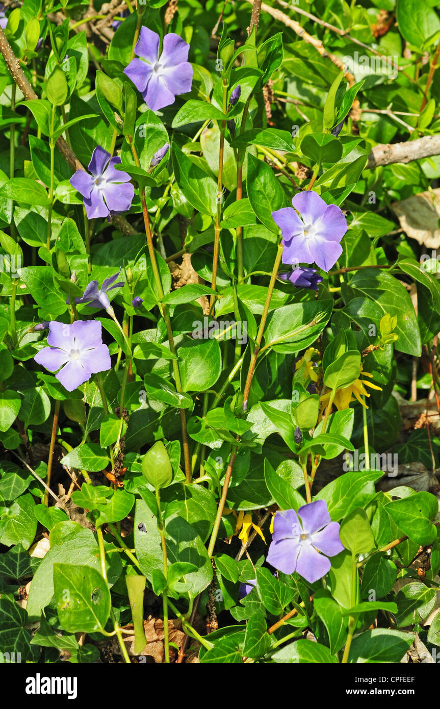 Vinca Major Greater Periwinkle Growing in a hedgerow. Stock Photo